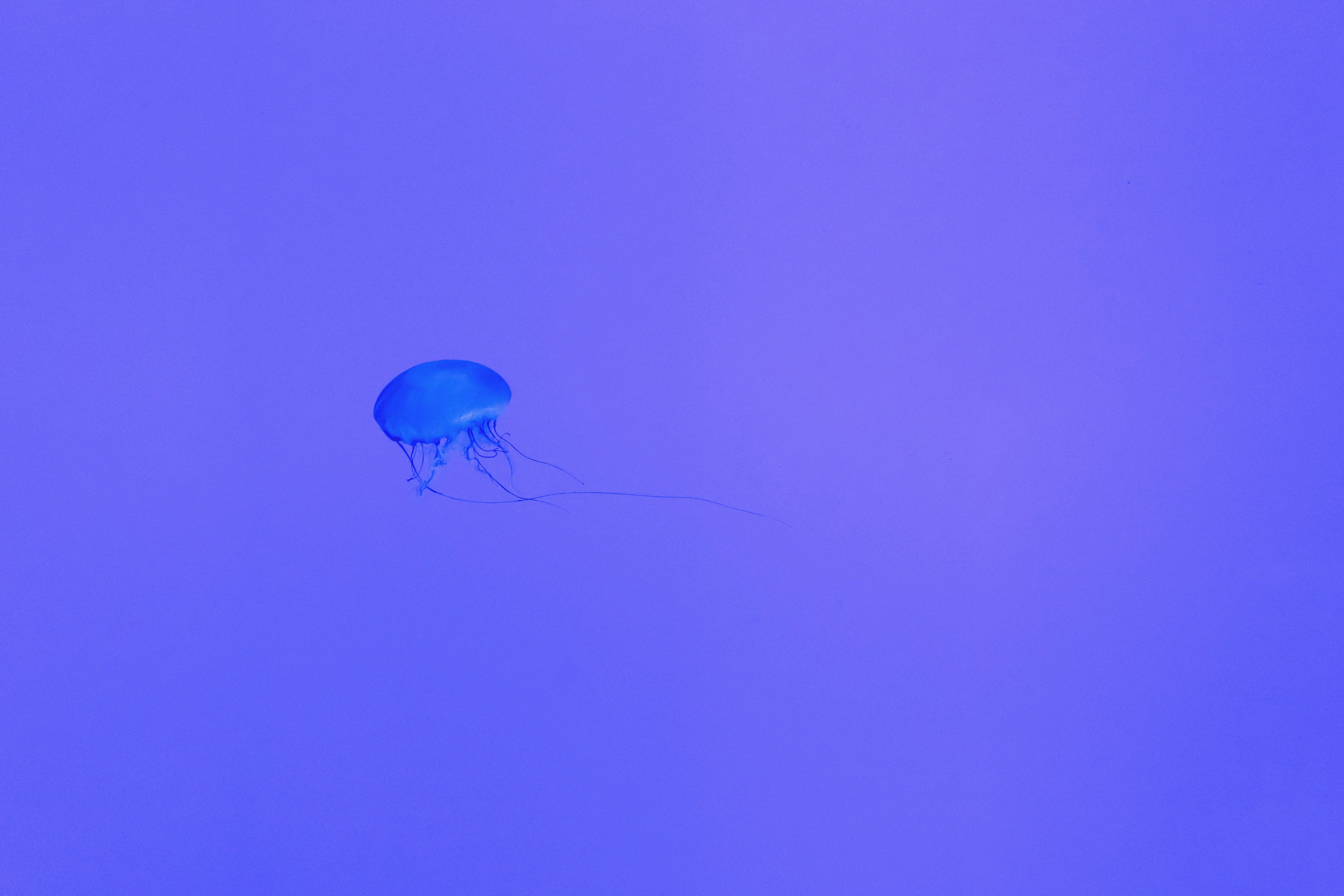 blue jelly fish